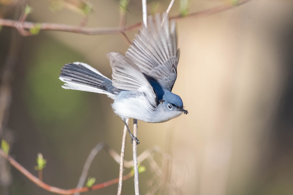 Blue-gray Gnatcatcher - Jolie Nguyen