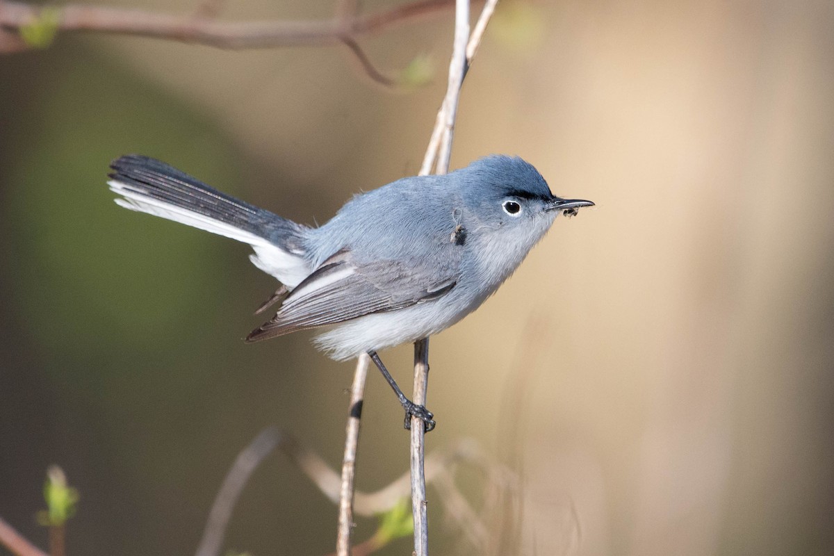 Blue-gray Gnatcatcher - Jolie Nguyen