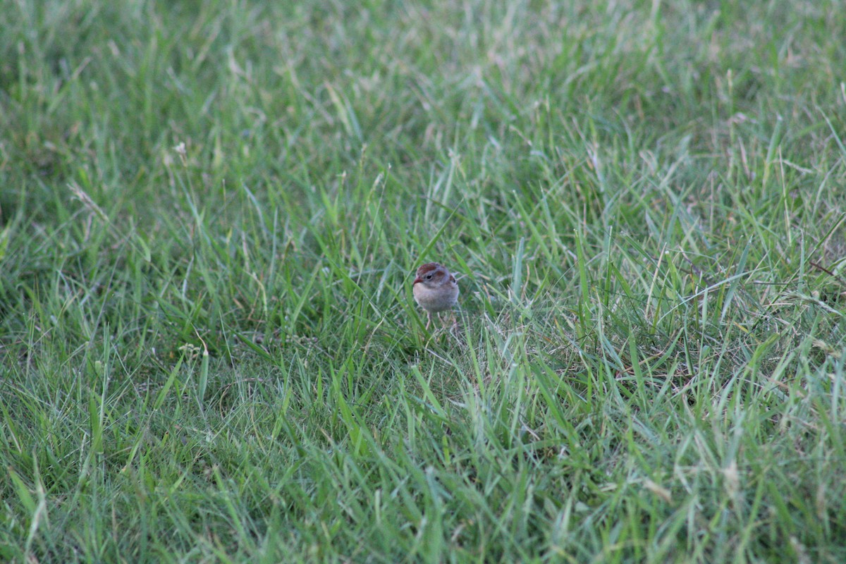 Field Sparrow - Brett Cales