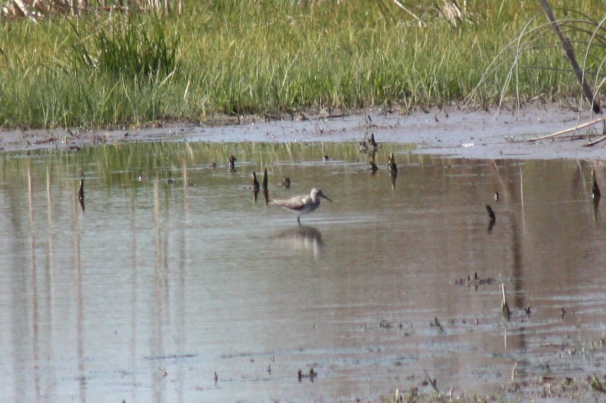 Lesser/Greater Yellowlegs - ML618293965