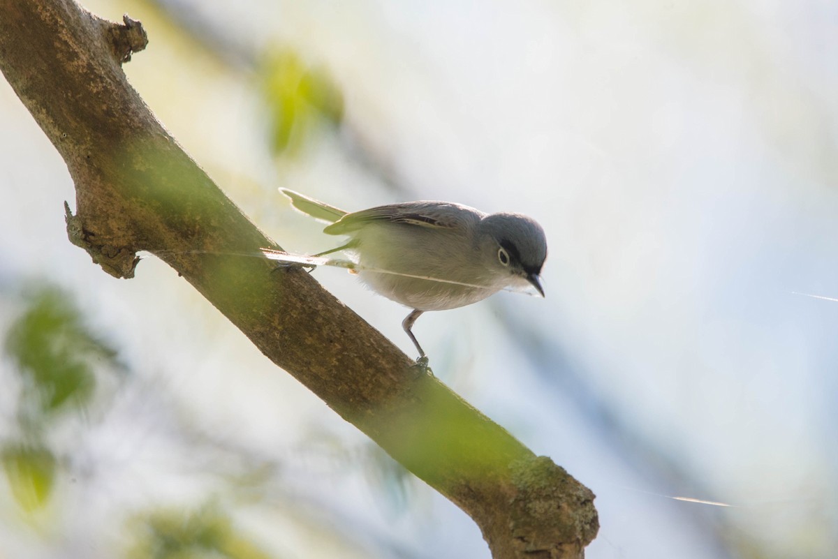 Blue-gray Gnatcatcher - ML618293974