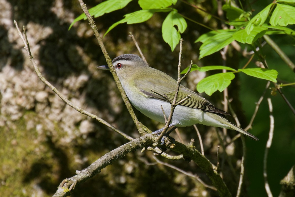 Red-eyed Vireo - Steve Luke