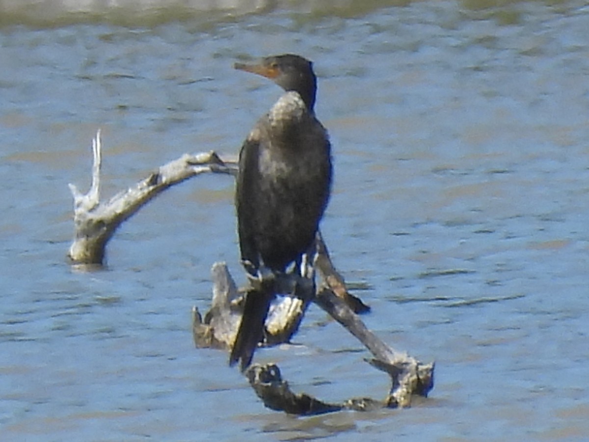 Neotropic Cormorant - Lisa Schibley