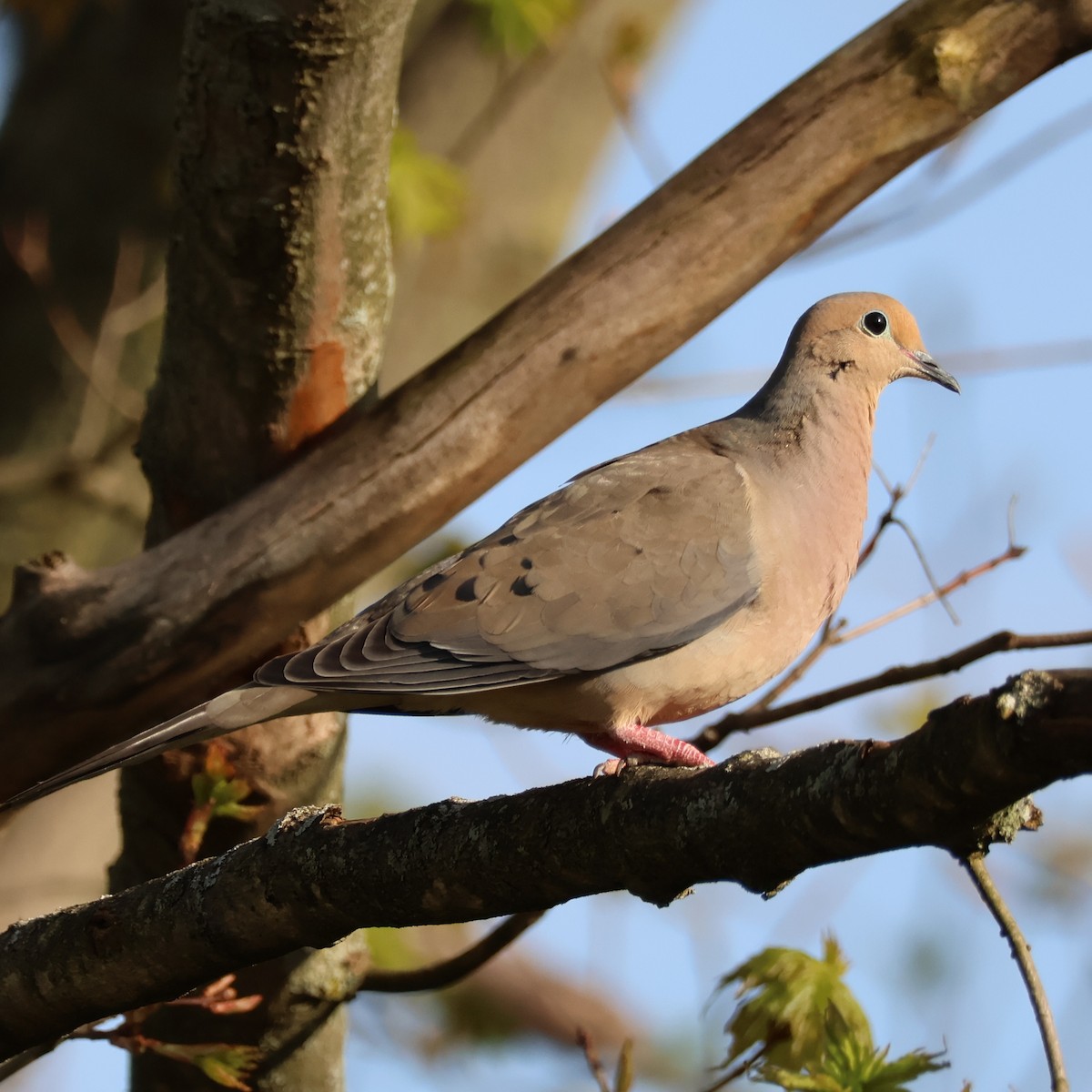 Mourning Dove - Nathan Stimson