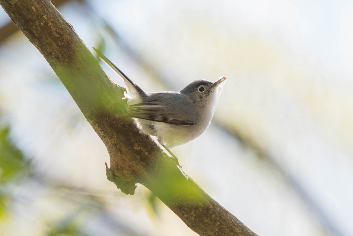 Blue-gray Gnatcatcher - ML618293981