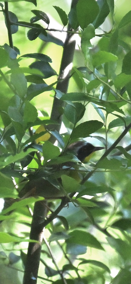 Common Yellowthroat - Deborah Penrose