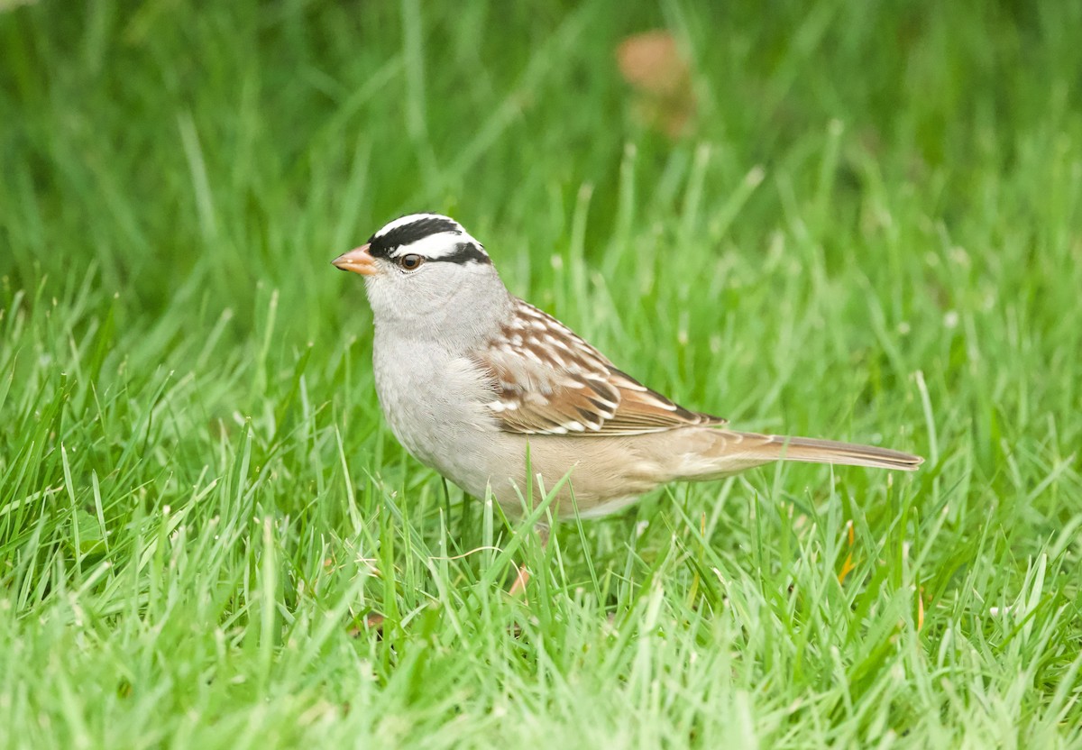 White-crowned Sparrow - Britney Fox