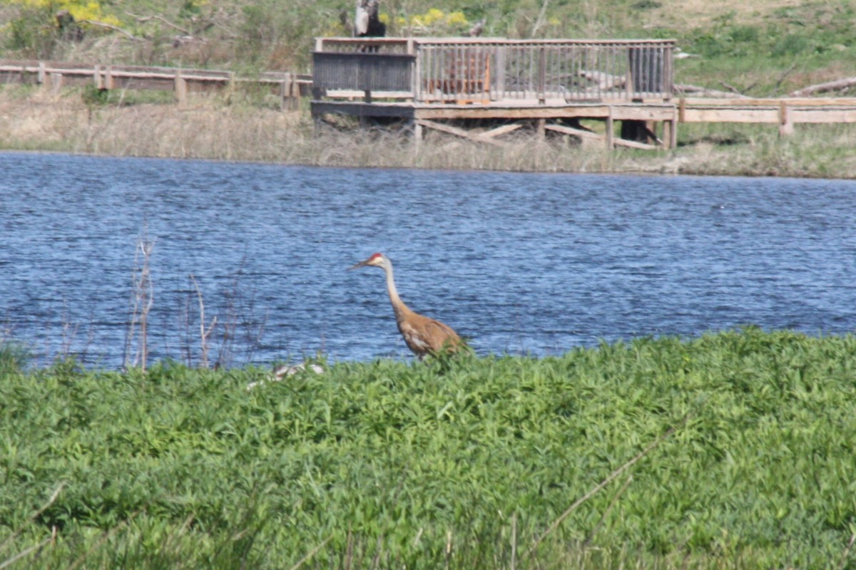 Sandhill Crane - ML618294027