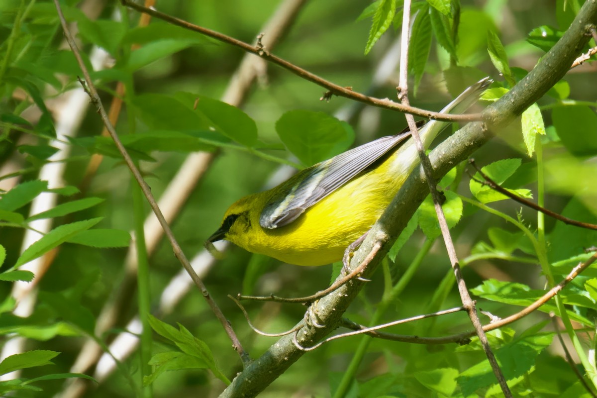 Blue-winged Warbler - Steve Luke