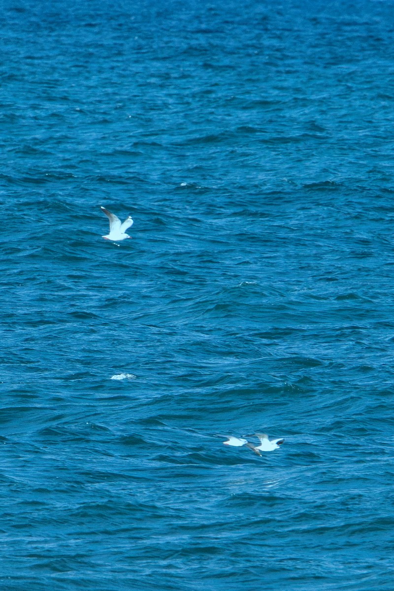 Silver Gull (Silver) - Helen Leonard