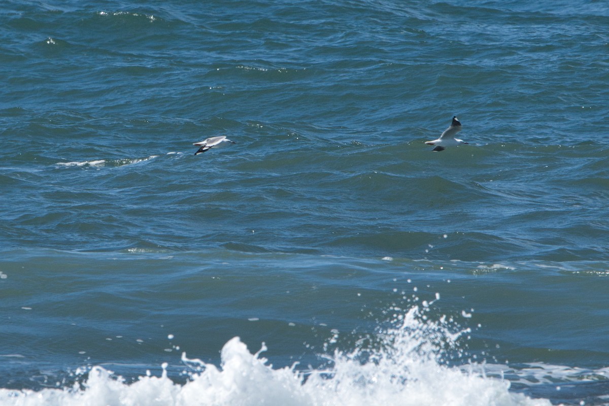 Mouette argentée (novaehollandiae/forsteri) - ML618294043