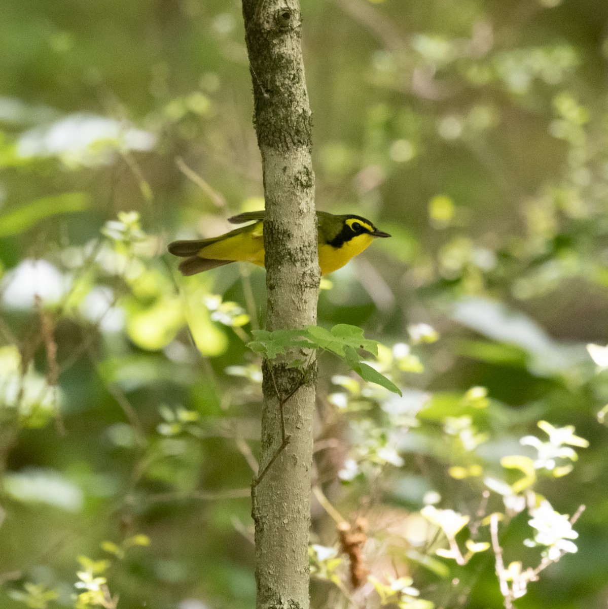 Kentucky Warbler - Sarah Draper