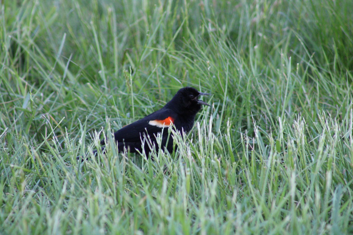 Red-winged Blackbird - Brett Cales