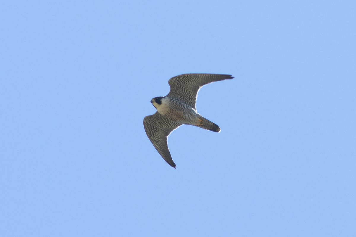 Peregrine Falcon - Neil Paprocki