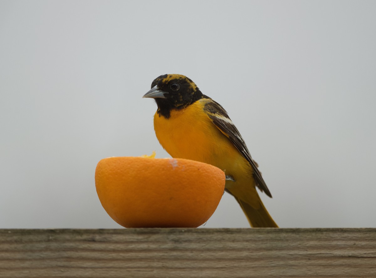 Baltimore Oriole - Britney Fox