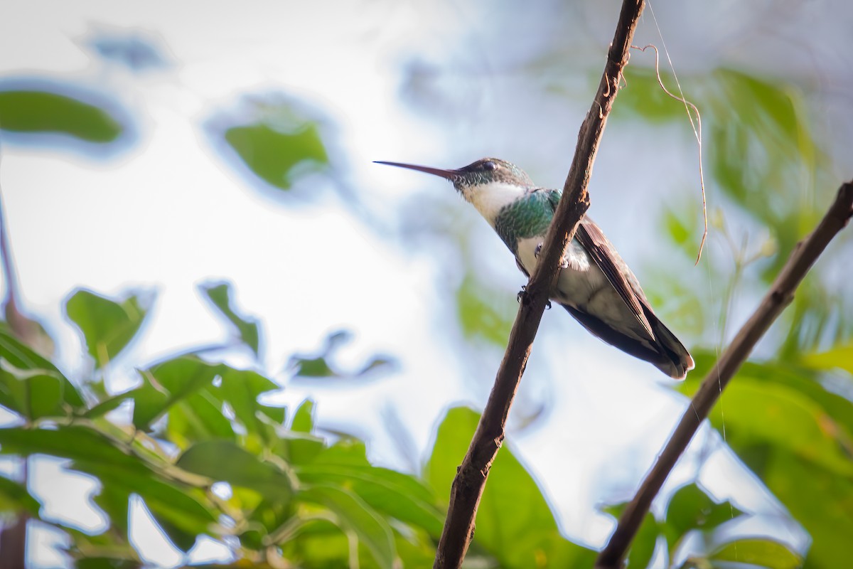 White-throated Hummingbird - Hendryk Gemeiner