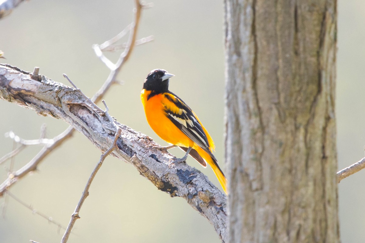 Baltimore Oriole - Jolie Nguyen