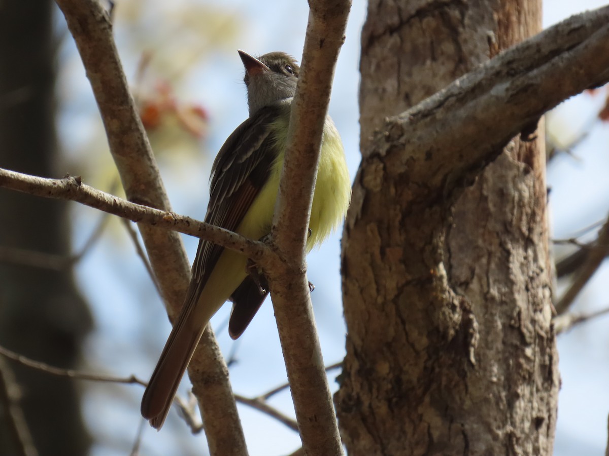 Great Crested Flycatcher - ML618294106