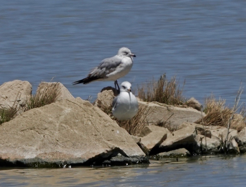 Ring-billed Gull - ML618294121