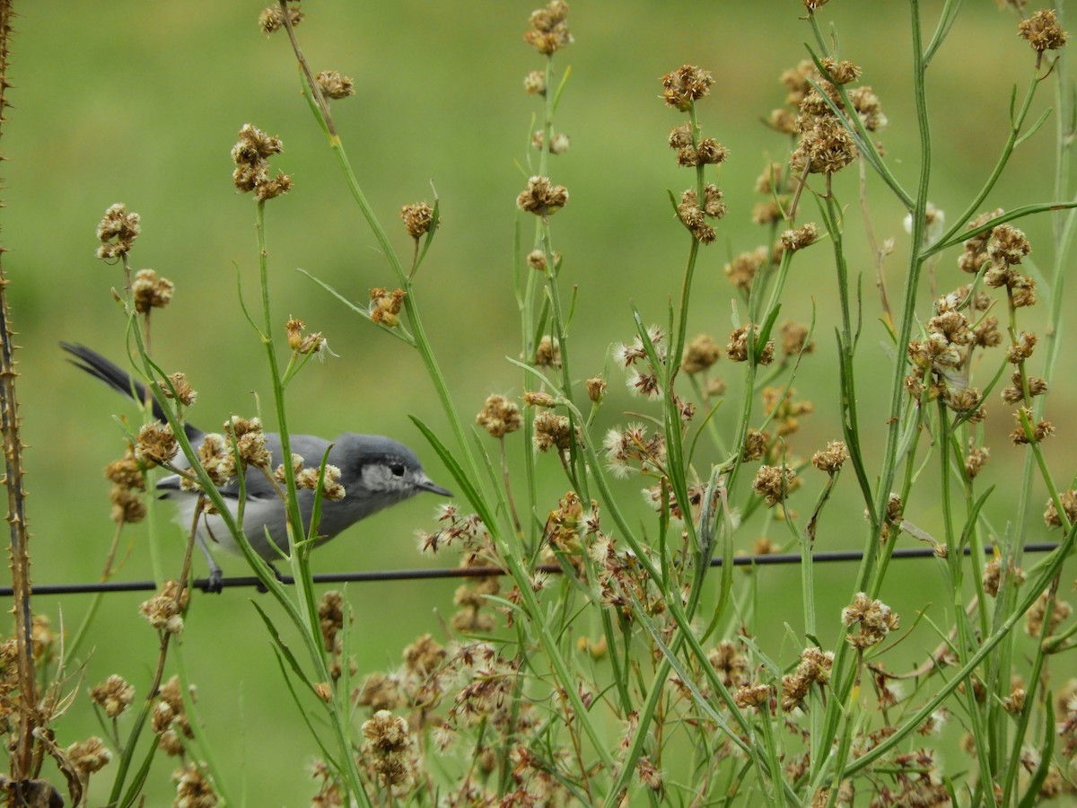 Masked Gnatcatcher - ML618294124