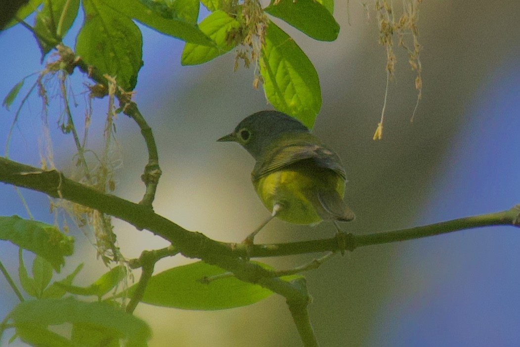 Nashville Warbler - Steve Luke