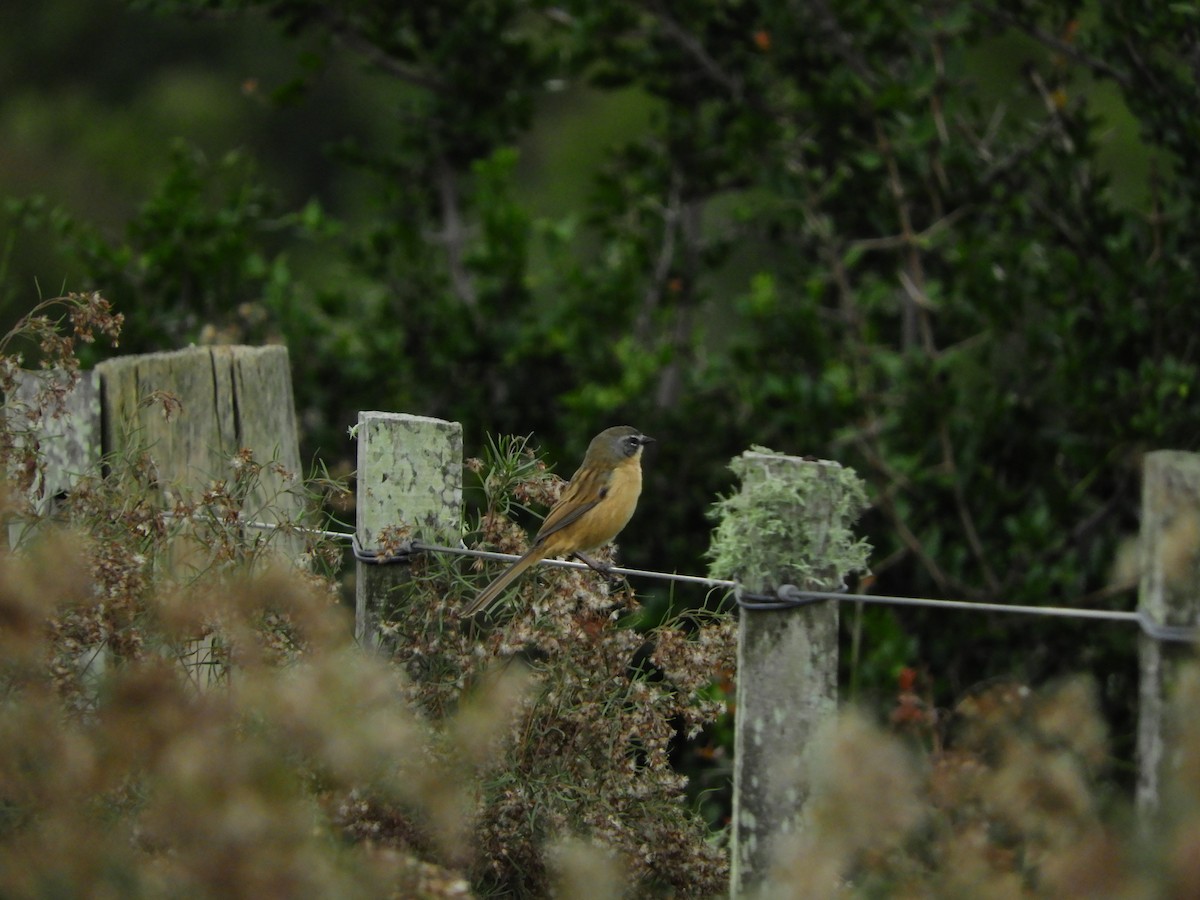 Long-tailed Reed Finch - ML618294166