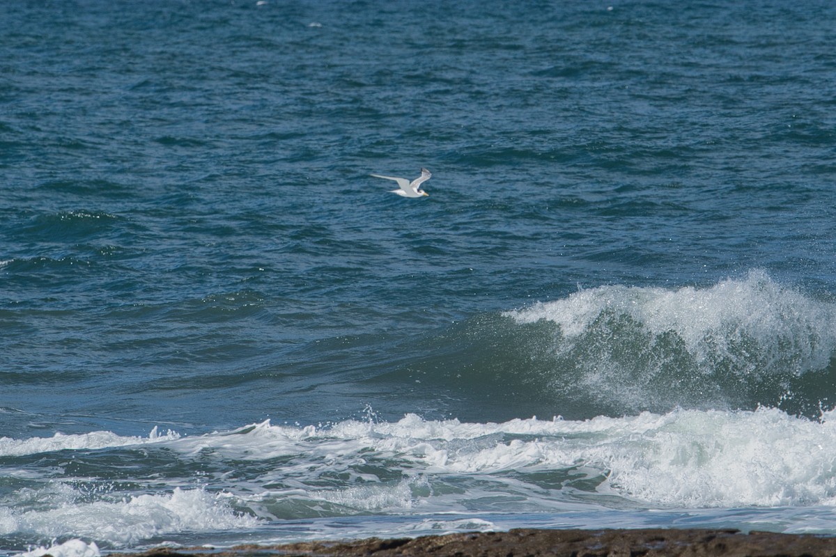 Great Crested Tern - Helen Leonard