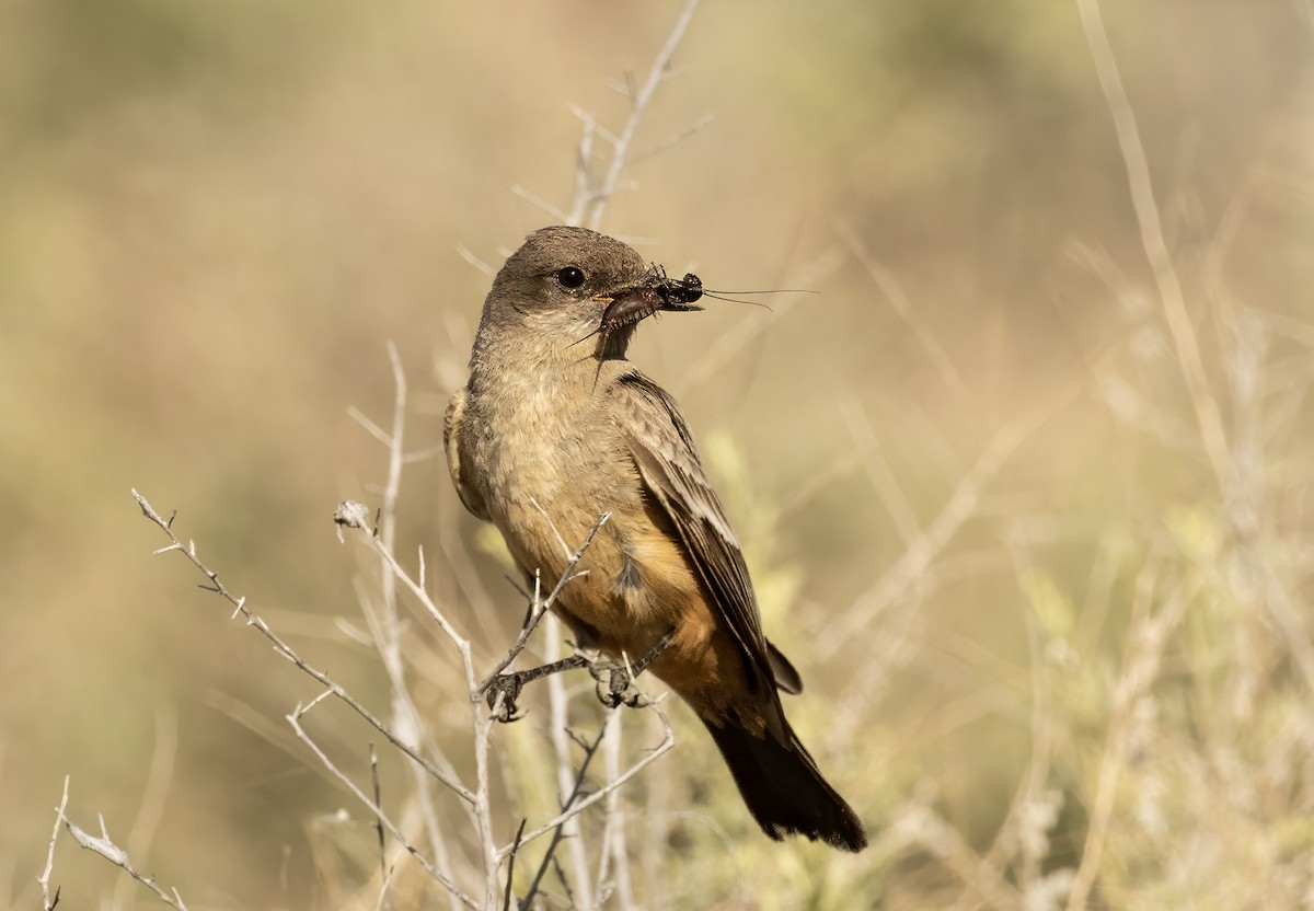 Say's Phoebe - marlin harms