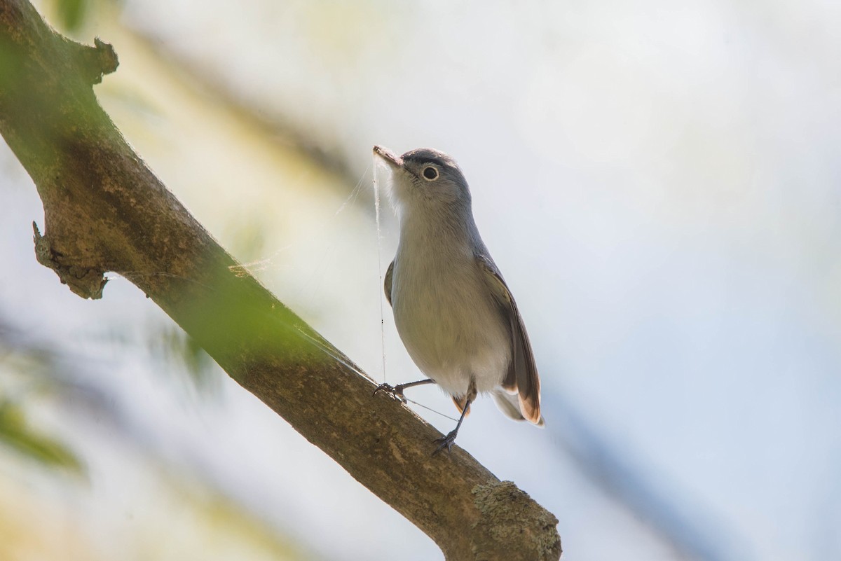 Blue-gray Gnatcatcher - Jolie Nguyen