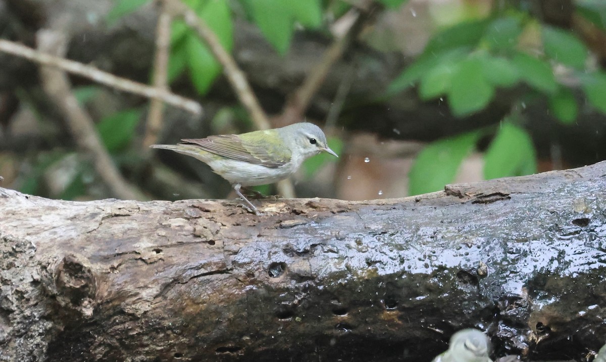 Tennessee Warbler - John Drummond