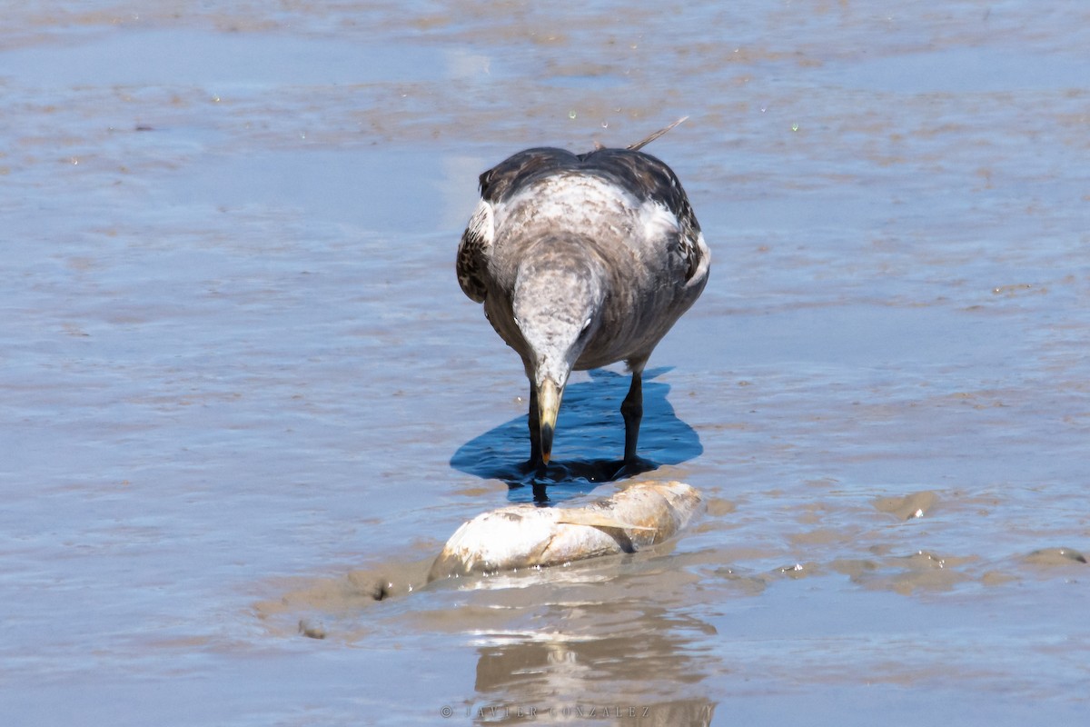 Olrog's Gull - Javier González