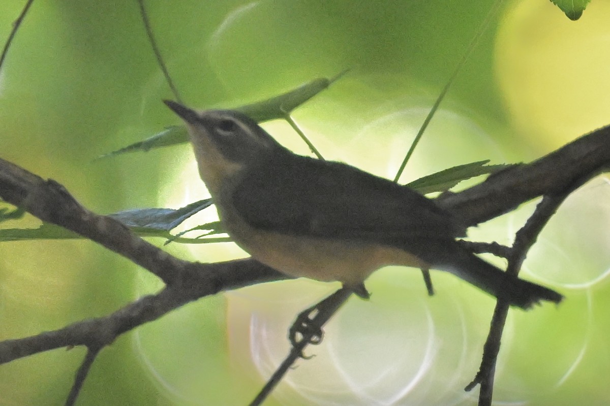 Black-throated Blue Warbler - Deborah Penrose