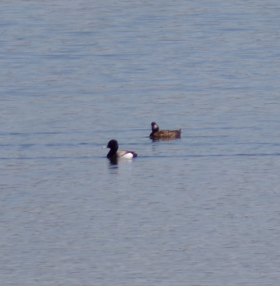 Lesser Scaup - ML618294250