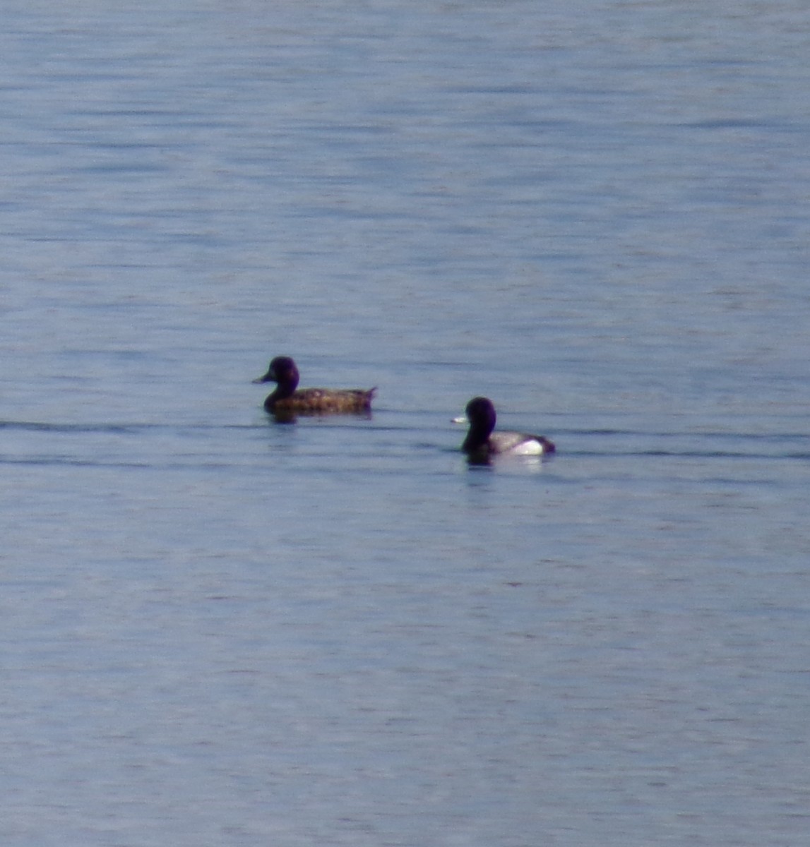 Lesser Scaup - ML618294263