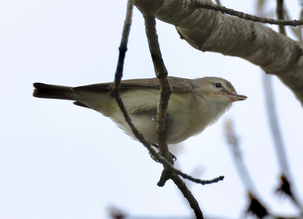 Warbling Vireo - Jeffrey Thomas