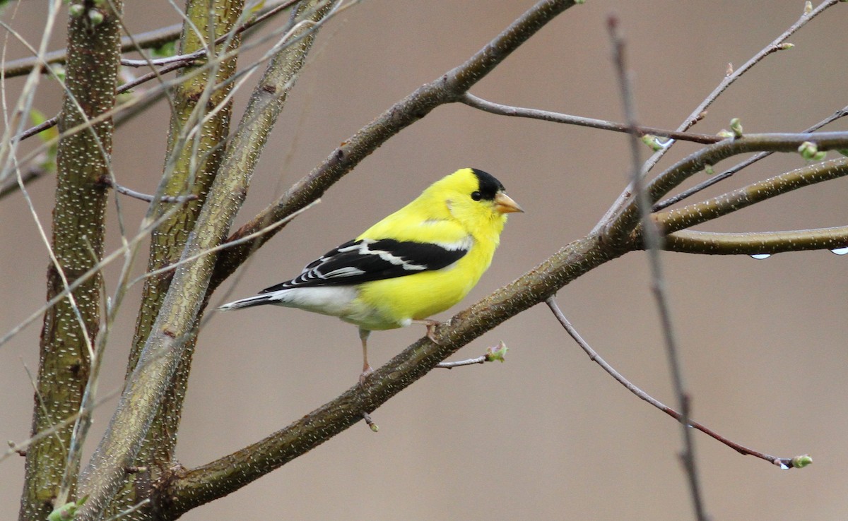 Chardonneret jaune - ML618294279