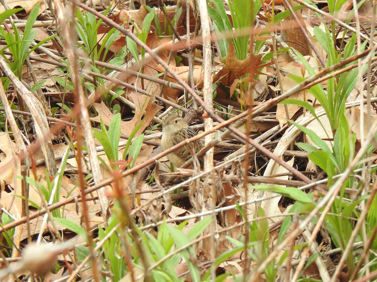 Sedge Wren - ML618294288