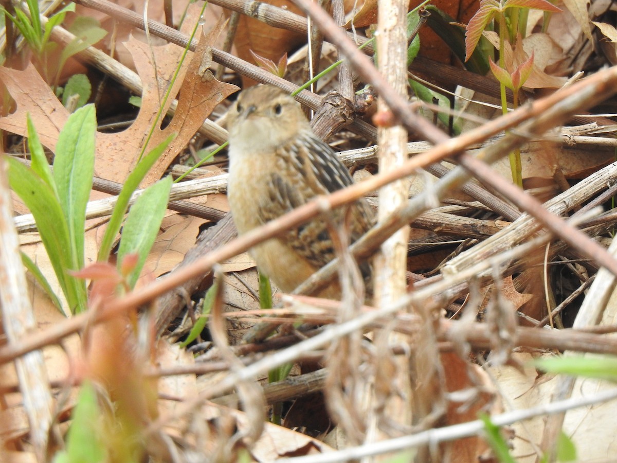 Sedge Wren - Tim Martin