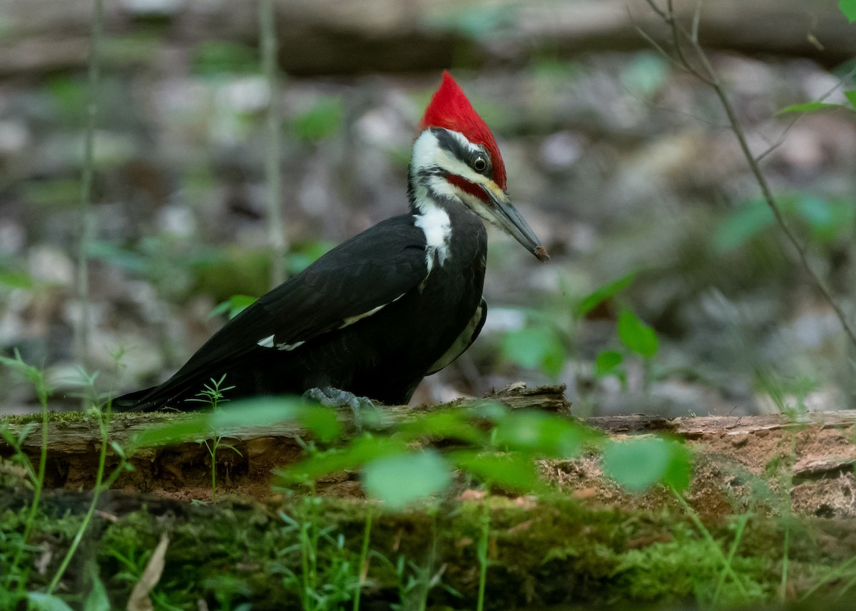 Pileated Woodpecker - Sheila and Ed Bremer