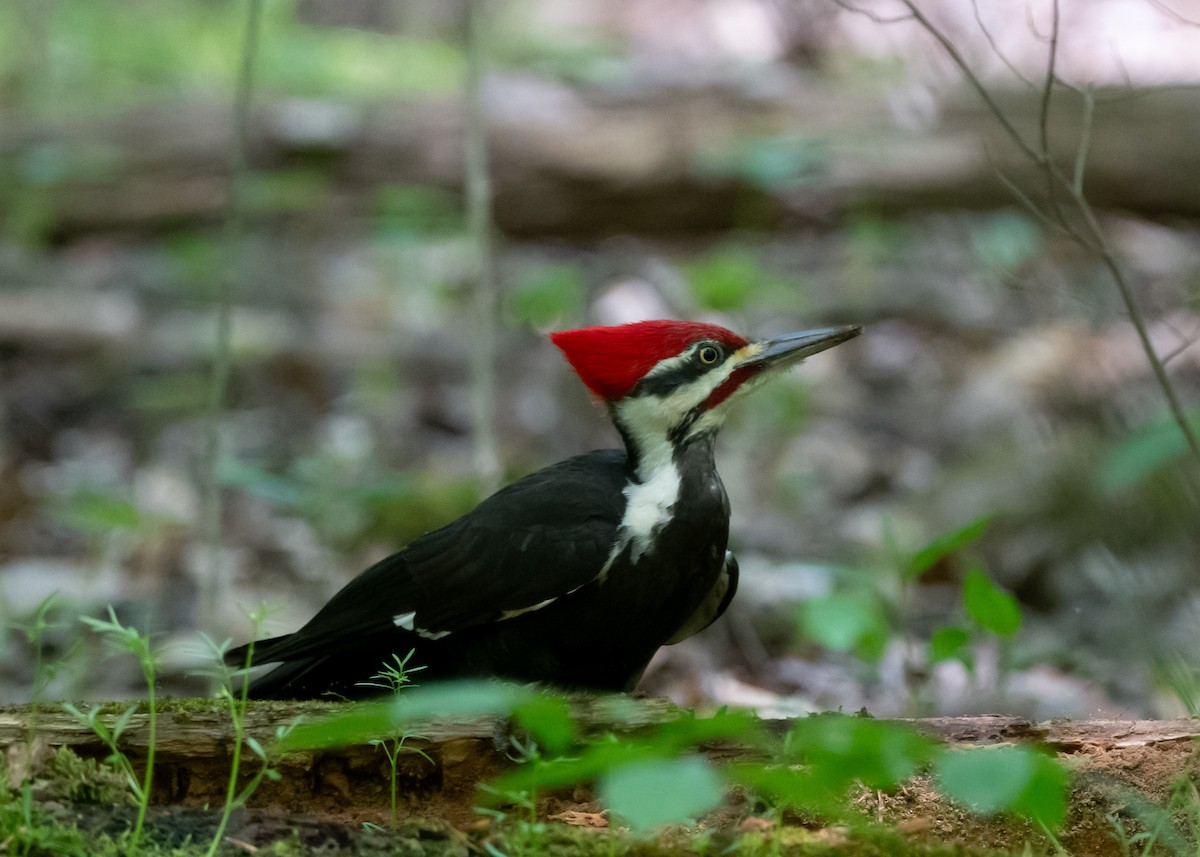 Pileated Woodpecker - ML618294300