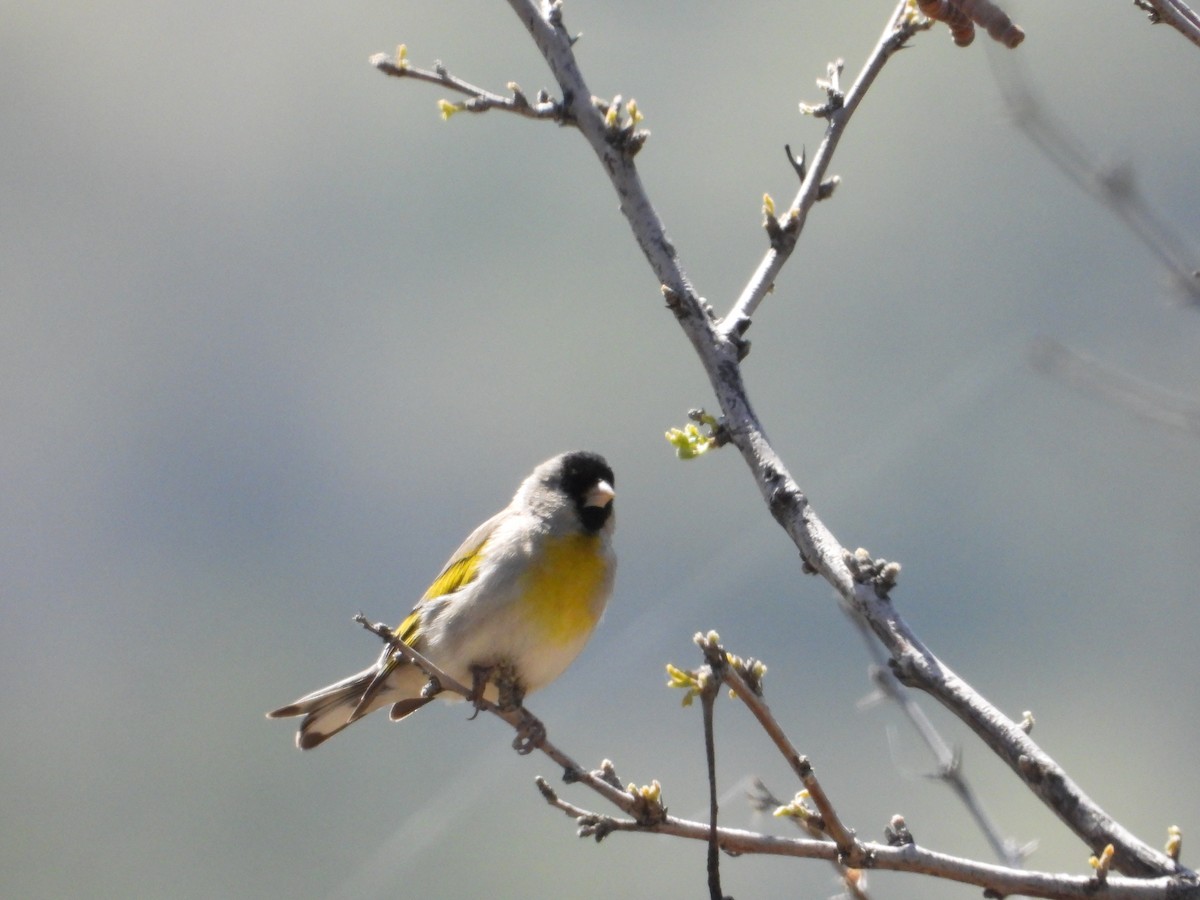 Lawrence's Goldfinch - Bill Holland