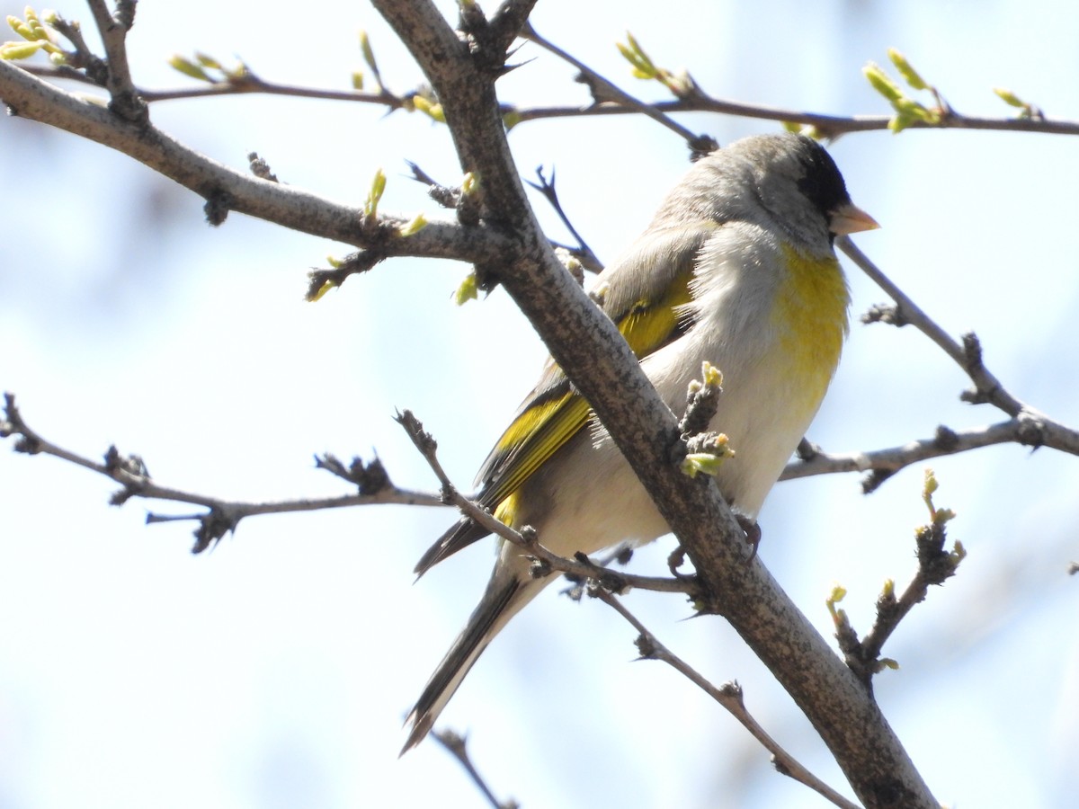 Lawrence's Goldfinch - ML618294305