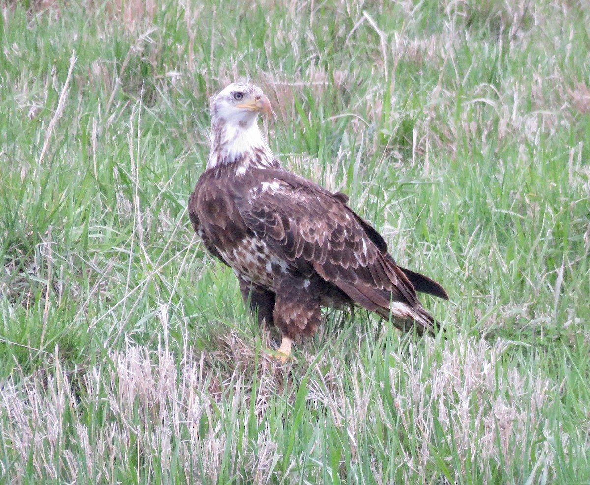 Bald Eagle - ML618294309