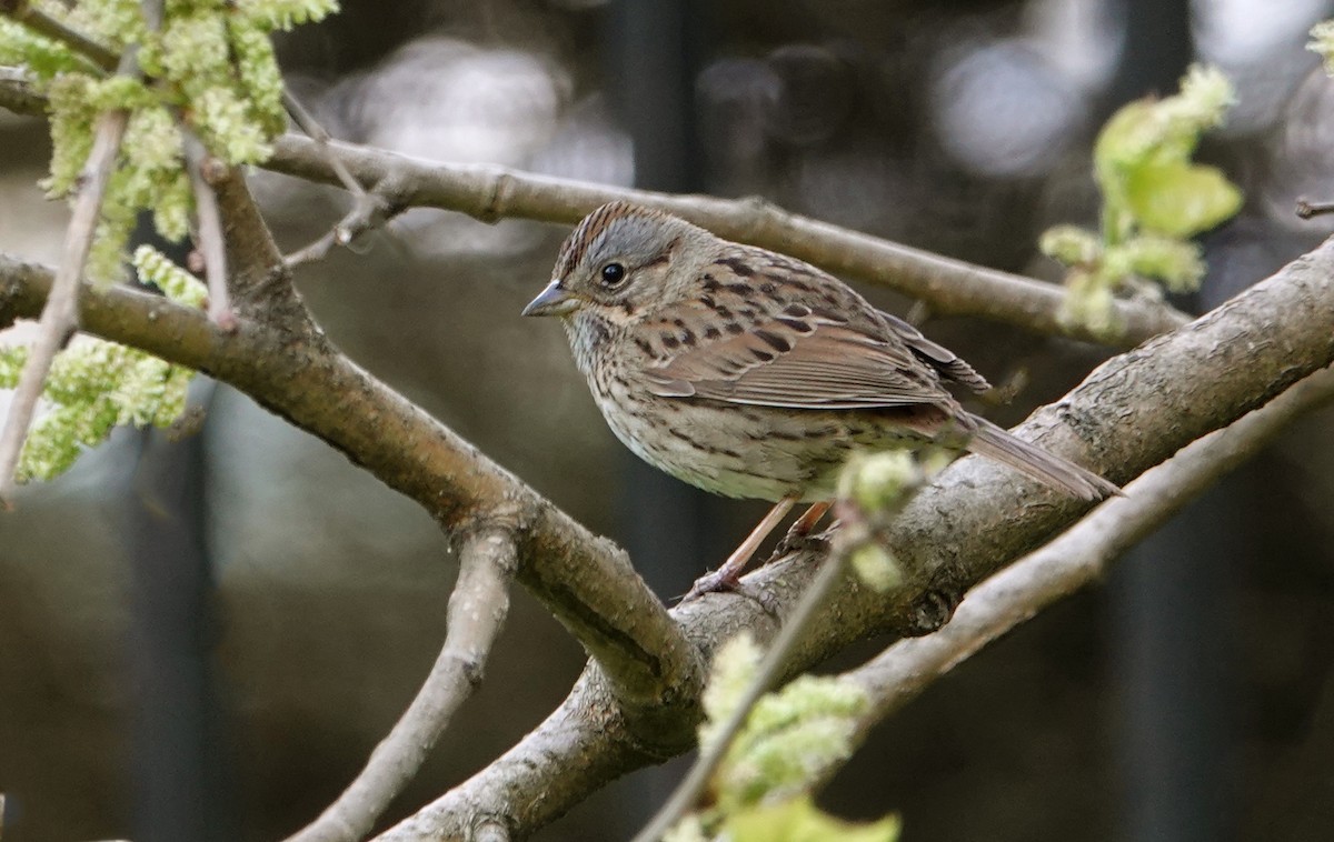 Lincoln's Sparrow - ML618294325