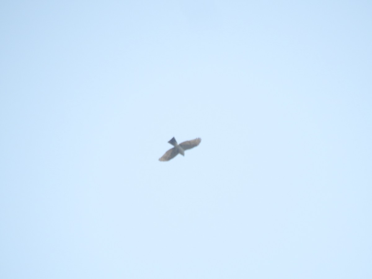 Sharp-shinned Hawk (White-breasted) - ML618294328