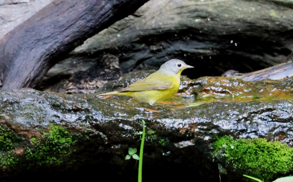 Nashville Warbler - John Drummond