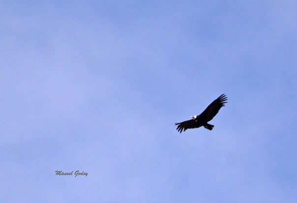 Andean Condor - ML618294335