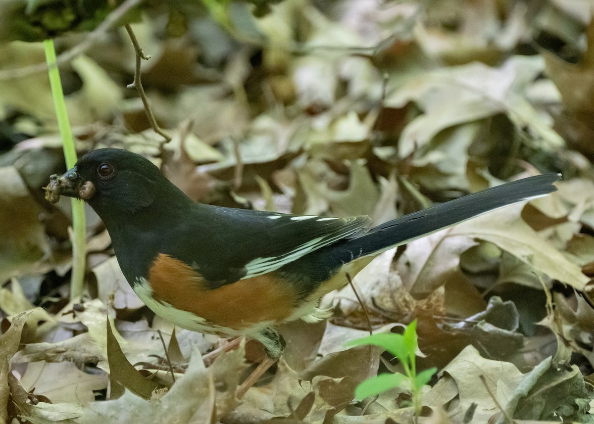 Eastern Towhee - Sheila and Ed Bremer