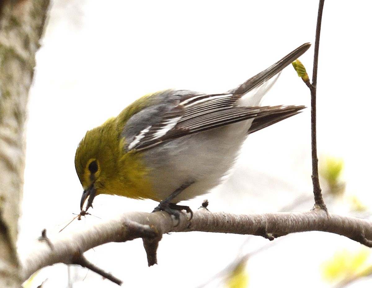 Yellow-throated Vireo - Margaret Hough