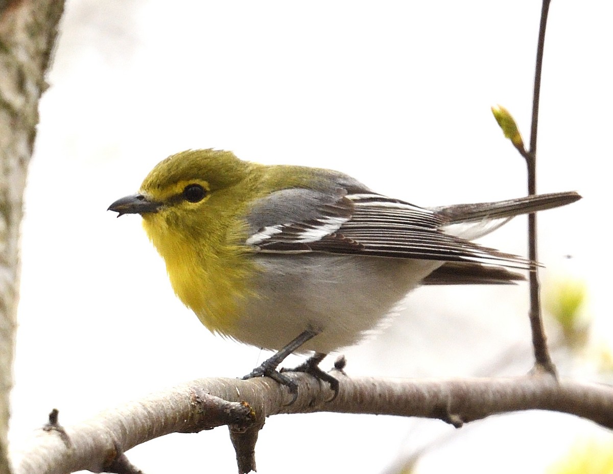 Yellow-throated Vireo - Margaret Hough